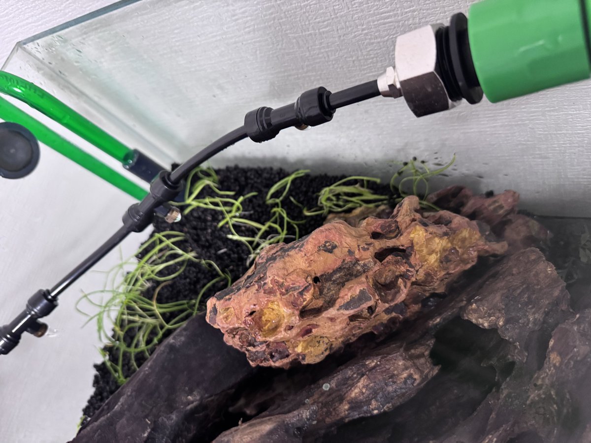 terasu_33's tweet photo. 水草の種が全くだめっぽいので、コブラグラスを植栽。
しばらくミスト管理続けますが、5cmくらいは既に注水してます。

カビが生えてきてるので、風呂場用の防カビ剤、パワーバイオを設置予定。 https://t.co/mGeHbR8Pdk