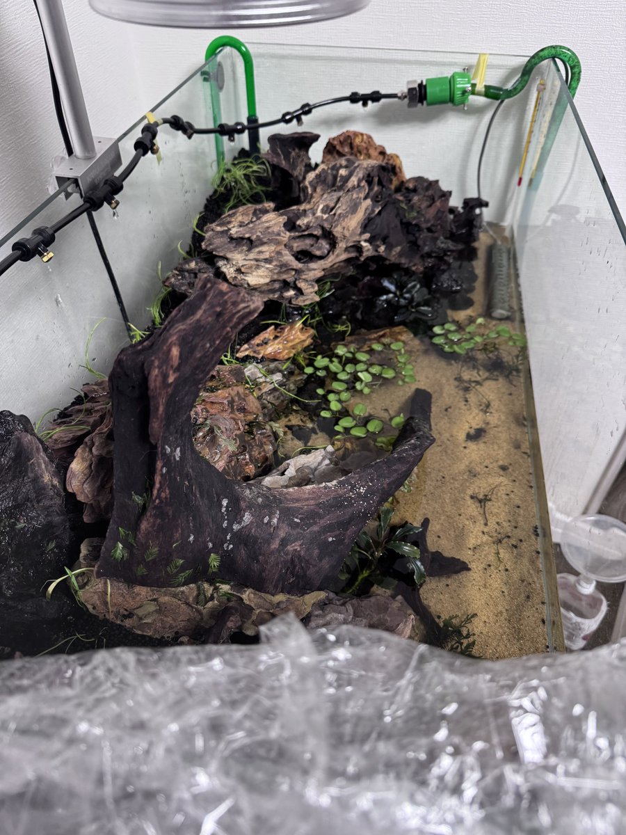 terasu_33's tweet photo. 水草の種が全くだめっぽいので、コブラグラスを植栽。
しばらくミスト管理続けますが、5cmくらいは既に注水してます。

カビが生えてきてるので、風呂場用の防カビ剤、パワーバイオを設置予定。 https://t.co/mGeHbR8Pdk