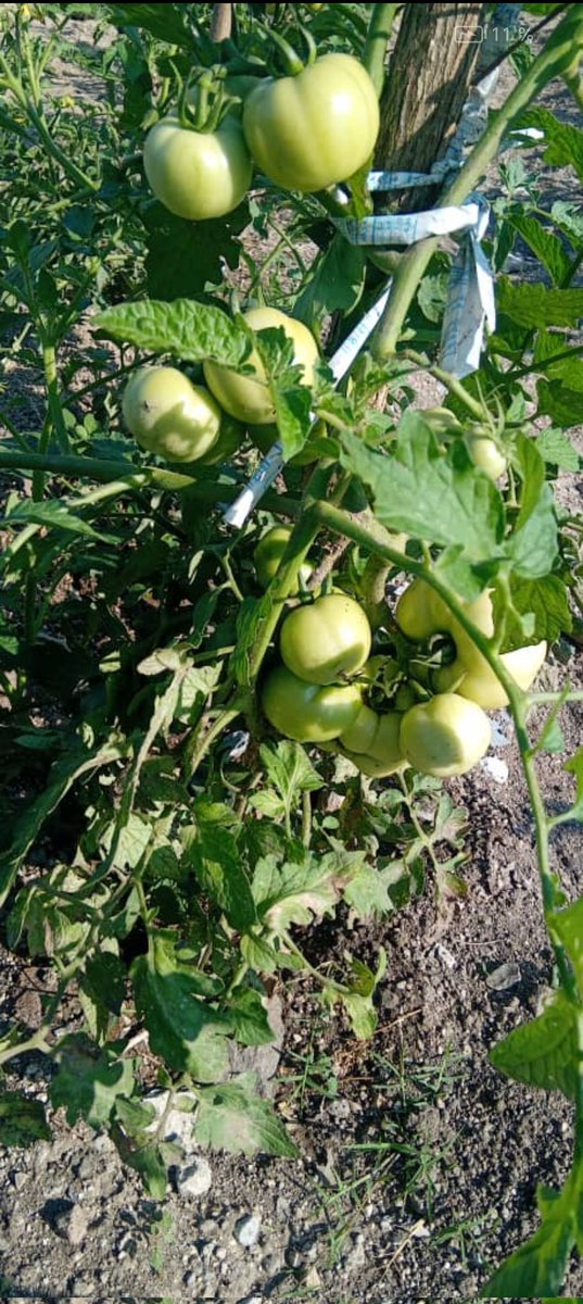 Atendiendo a las indicaciones de la dirección de producción de la empresa la UEB palma soriano amplía sus diversidad en sus producciones hoy cosechan tomates de su autoconsumo para el beneficio de su comedor y la comunidad hasta a su alrededor así trabajamos el objetivo #3,7🇨🇺