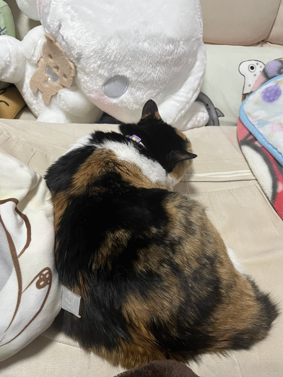 麗羅。 (@rayla_o_pain320) / Posts / X