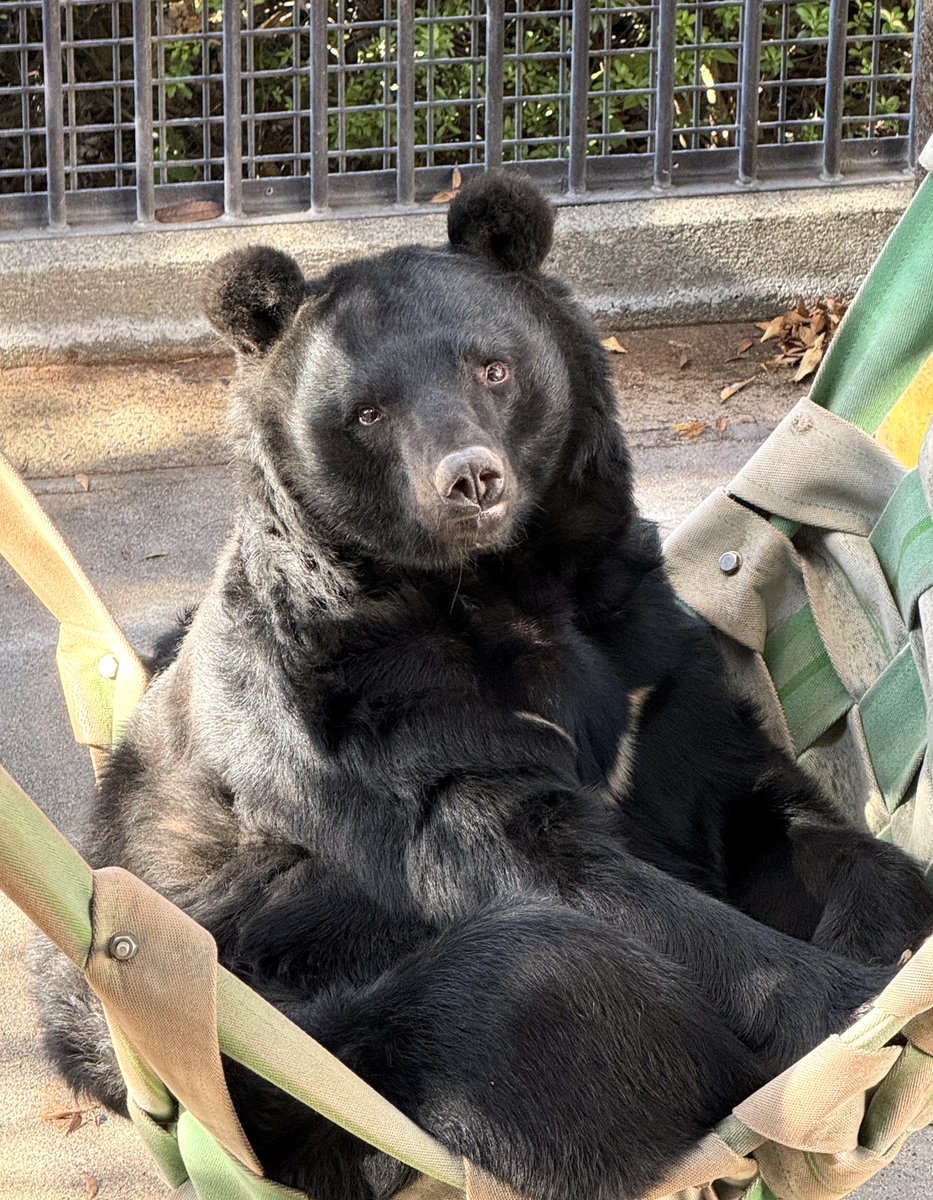 のぶクマ🐻羆と香辛料 (@kumar0001) / Posts / X