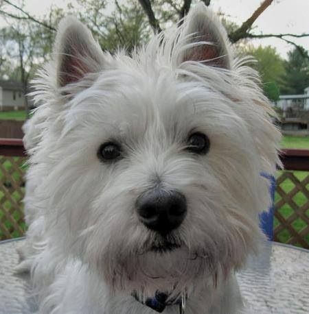 A Romantic/Comedy/Drama.Ellie and Johnathan hate each other but must save a dog(Jasper)from drowning.They argue who should get the dog. They decide to take turns as in a child custody case.But Jasper has diff. ideas for these two silly humans. On Amazon.