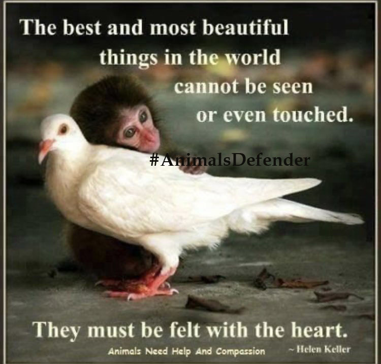 CagesFree's tweet photo. A conversation I had with a woman a while back: When I told her I was an animal rights activist, her reaction was: "Sounds nice, right?"
A lot of people still don't realize how all animals suffer in this world where 🫰 is the main thing & 💕 for animals has #became a side issue https://t.co/BLiSSvfEV3