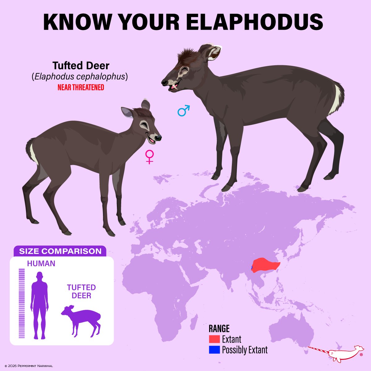 PepomintNarwhal's tweet photo. #KnowYourElaphodus #TuftedDeer
CERVIDAE MERCH - https://t.co/MbuoHs6ZtO
Shop #PeppermintNarwhal:
https://t.co/bQXxNGbEjD
Int'l Shoppers visit our Etsy store:
https://t.co/CmXcejl4hv
Monthly eNews
https://t.co/h8MkUcTWXW
APPAREL STORE - https://t.co/SPCbg1rnvy https://t.co/Gtmz7q7wnN