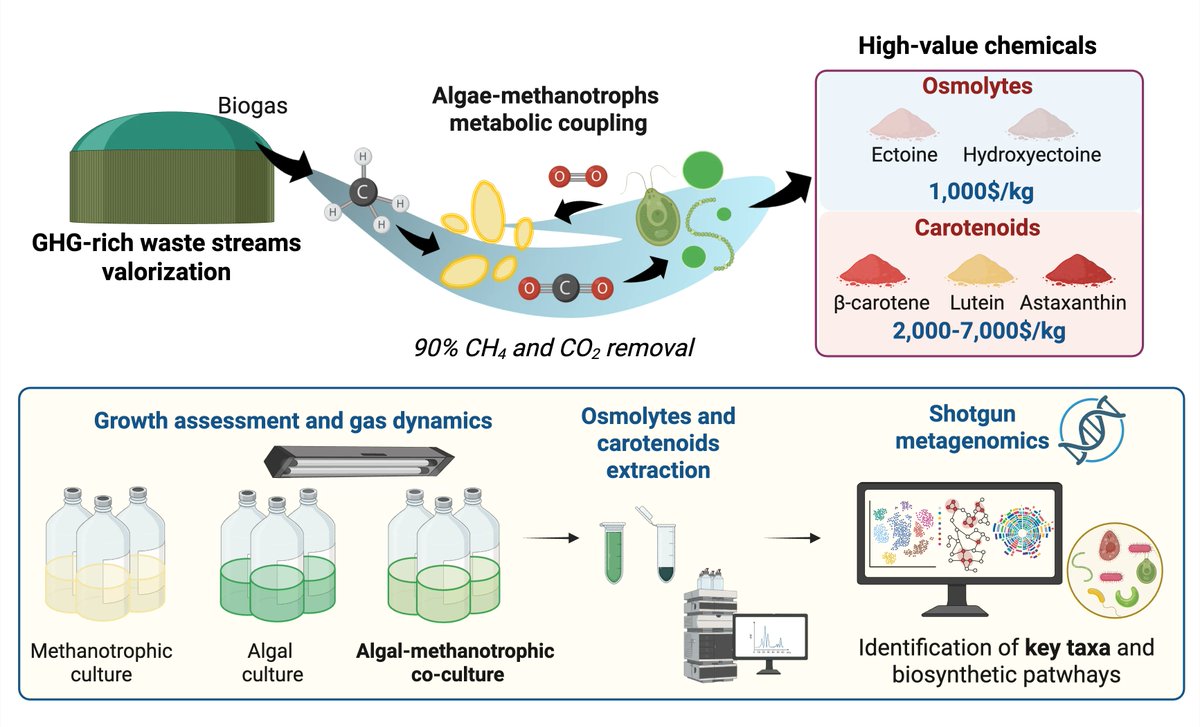 New paper accepted at Marine Drugs

Take a look at:

Harnessing Biogas into High-Value Chemicals: The Role of Algal–Methanotrophic Co-Cultures

…-microalgaeresearchgroup.blogspot.com/2026/02/blog-p…