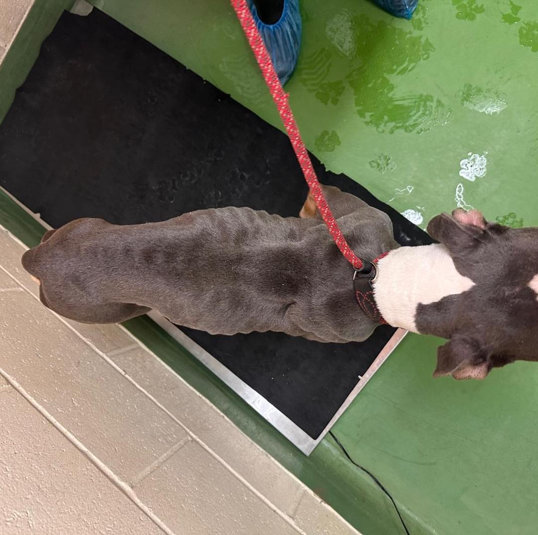 Animal Adoptions UK 🐕‍🦺🐈🐎❤️ tweet media