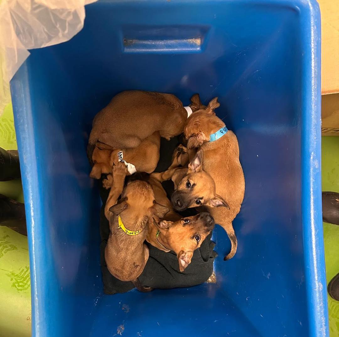 Please retweet, more dogs and puppies dumped in #Birmingham today!! #UK 
Why isn't this pet crisis in the media? 💔💔💔
Today has been one of those days that truly highlights the scale of the welfare challenges we are currently facing across the West Midlands.
This morning, not