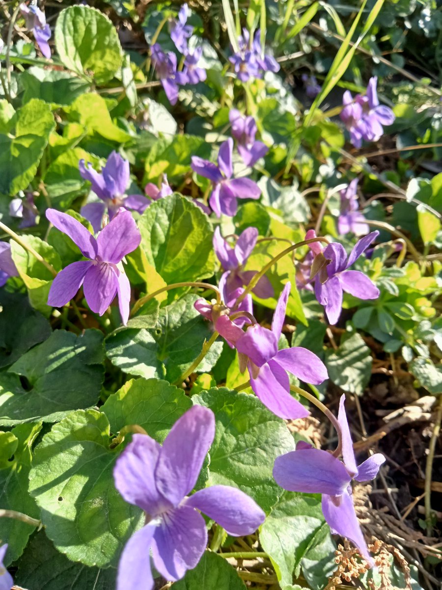Il a cessé de pleuvoir dans le sud 🌱🪻💮☀️🌞
