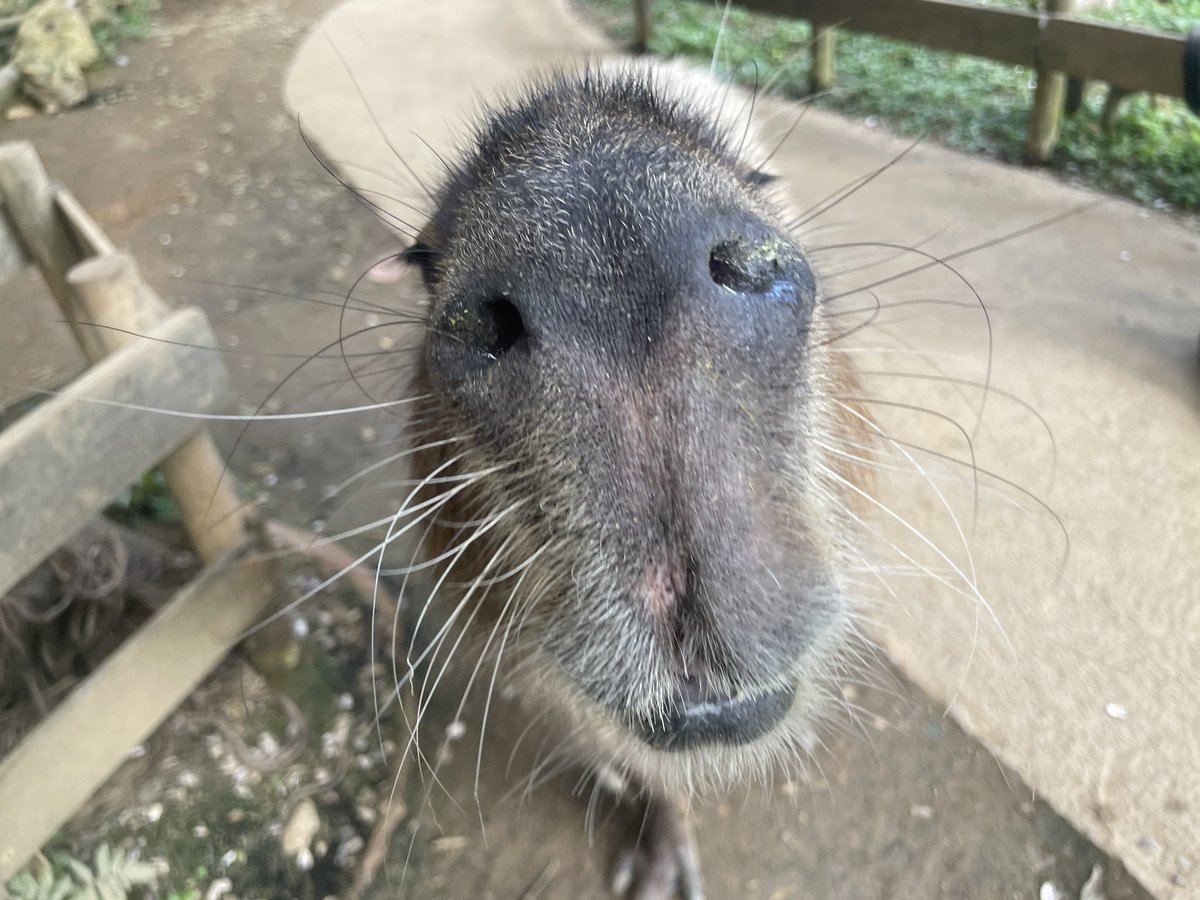 昨日、東南植物楽園でずっとフォローしていた@Sato56827184さんにお