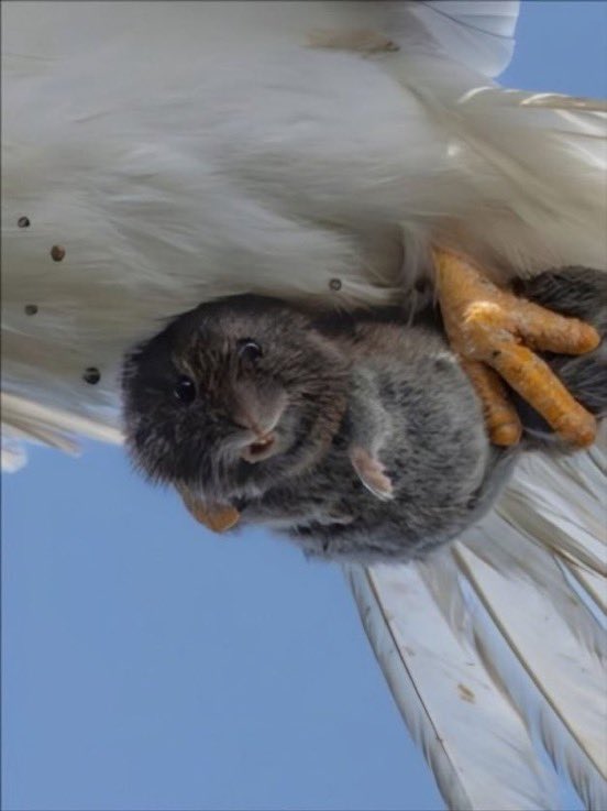 El fotógrafo de vida silvestre Sha Lu captura el momento perfecto en el que un pequeño animal mira a la cámara mientras es atrapado por un depredador.