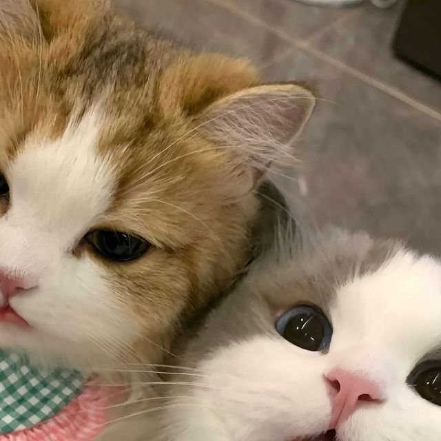 Aya, 𝕯𝖑𝖝. tweet media