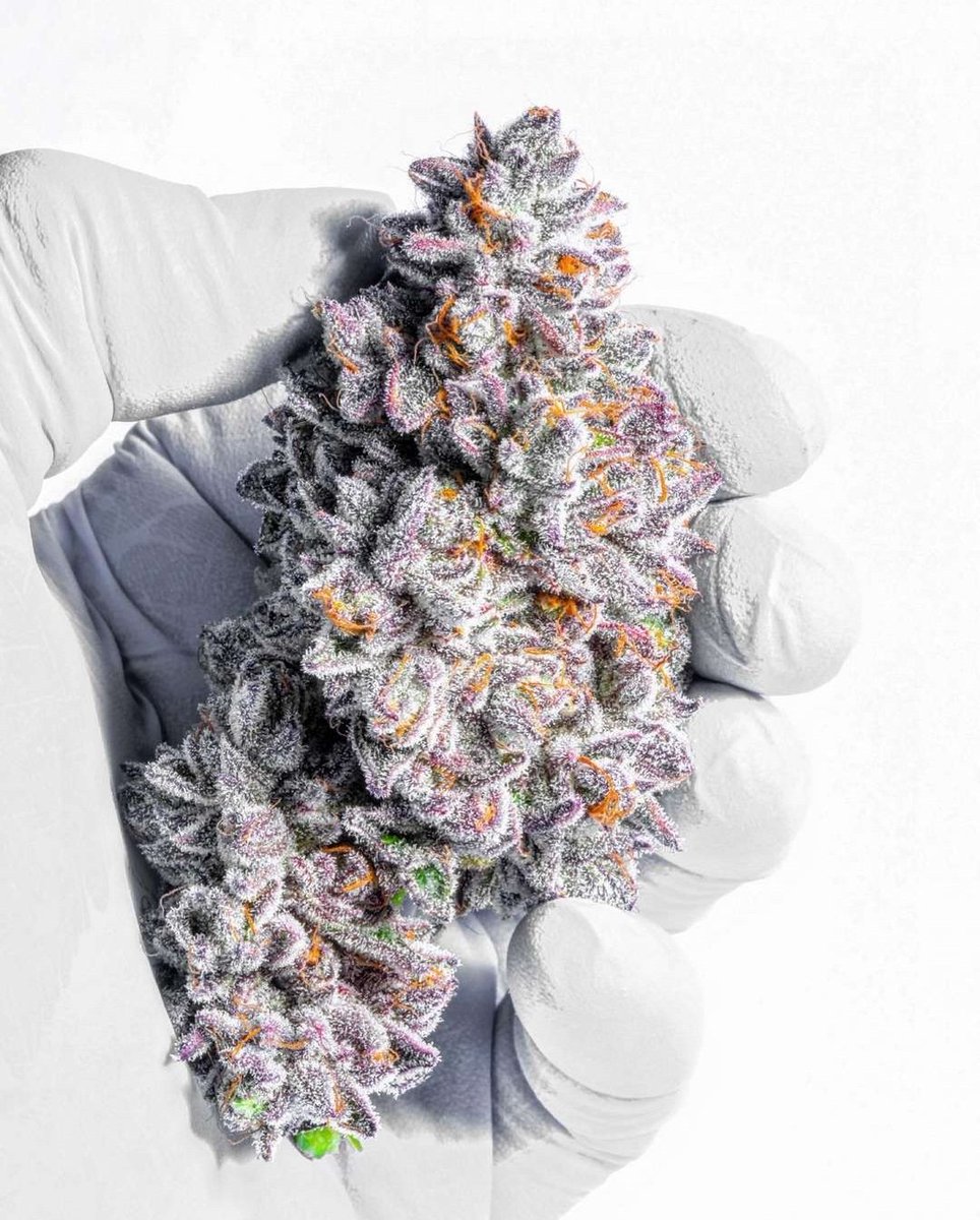 MEMBERS ONLY ⛽️ tweet media