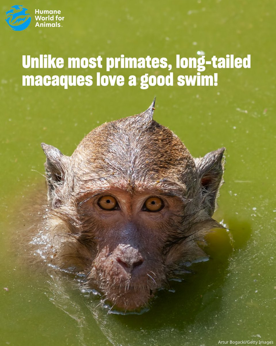 Humane World for Animals Canada tweet media