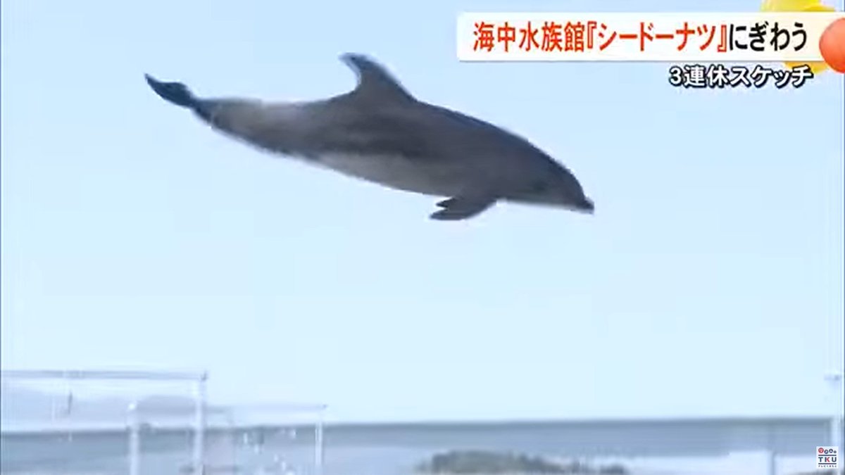 飼育用のいけすでは、イルカが目の前をジャンプする姿が見られ、イルカ