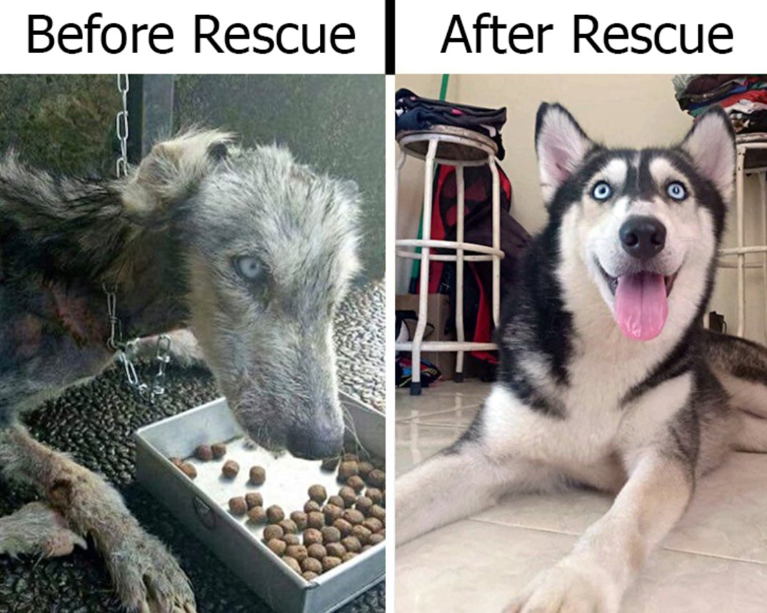 Dogs have feelings 💕
