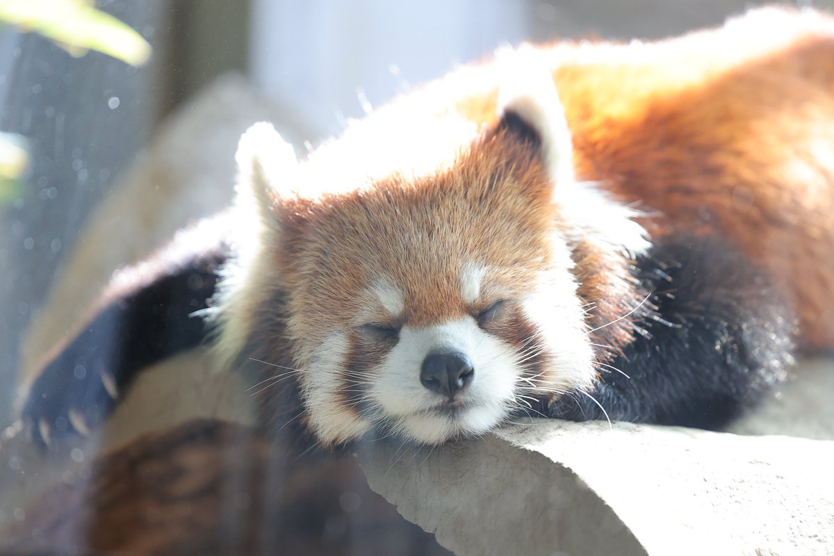 お昼寝の時間💤 20260215 sun #ズーラシア #キク #レッサーパンダ