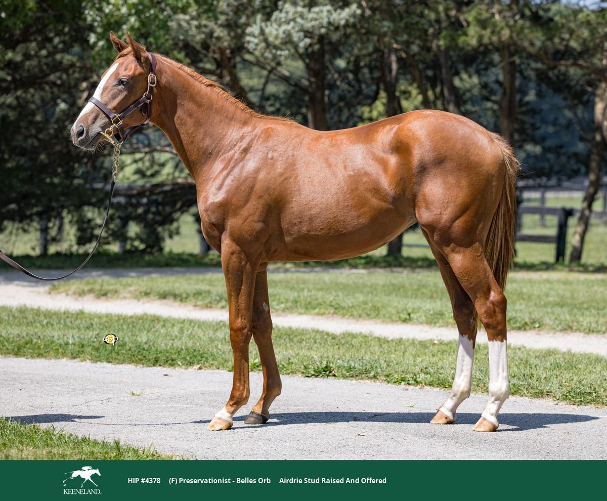 Airdrie Stud tweet media