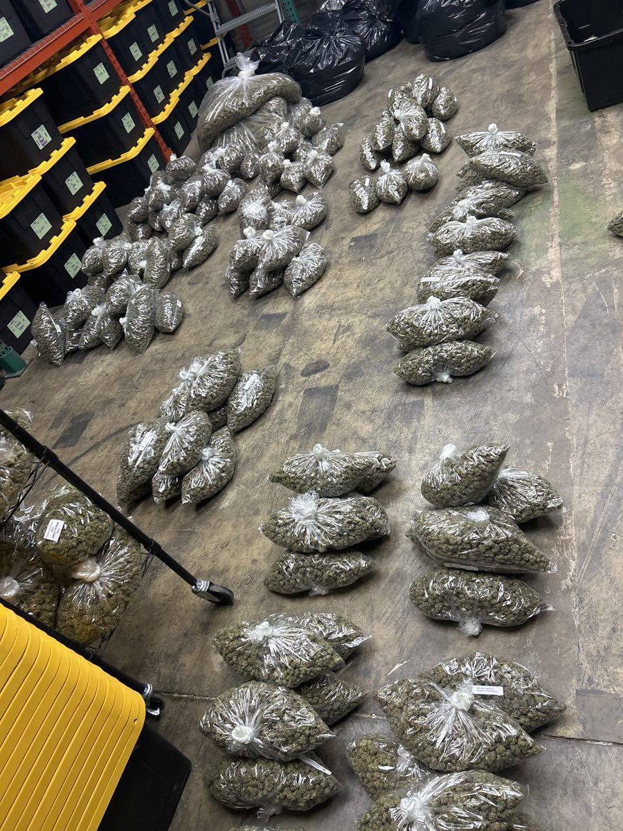 Sativa or indica?...choose wisely 

Contact me directly if you interested....202 573 9407

I will choose 10 sativa and 10 indica comments.....don't miss out

Like 
Repost 
Comment