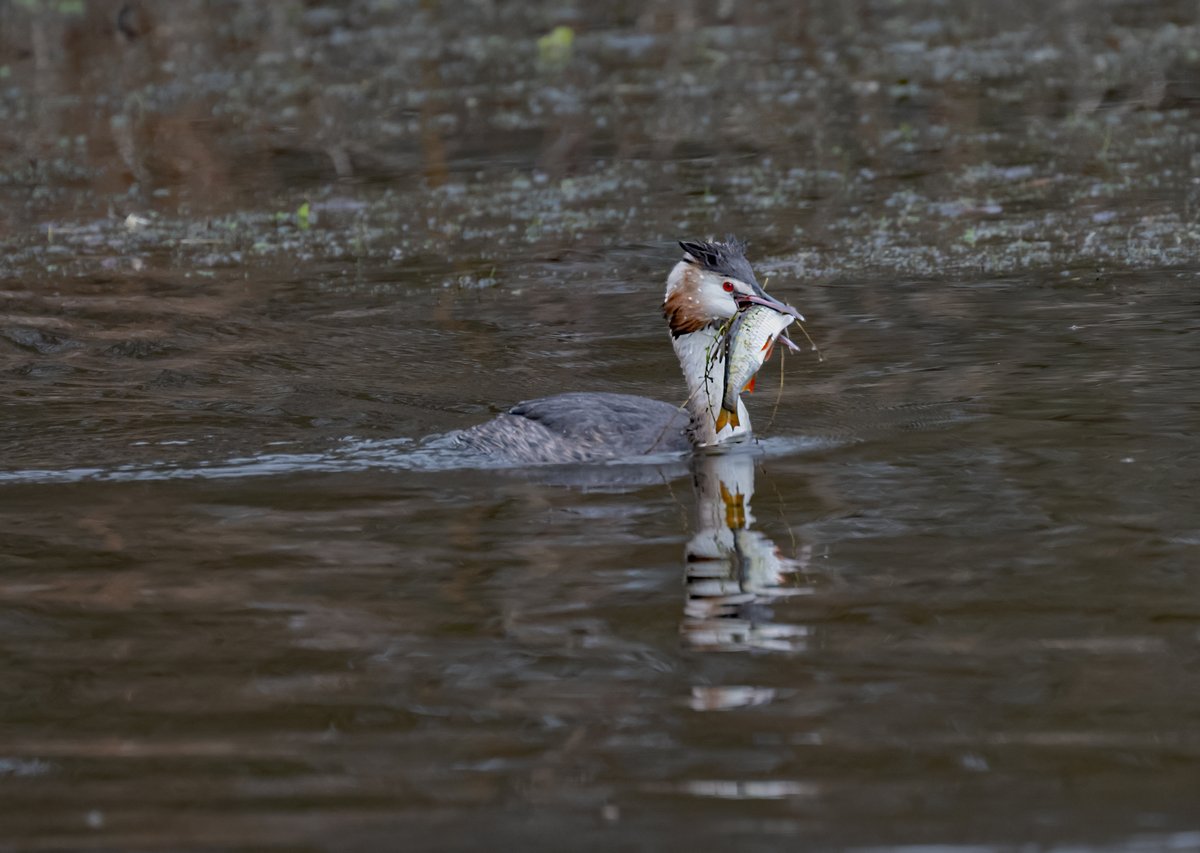 david alan bird tweet media