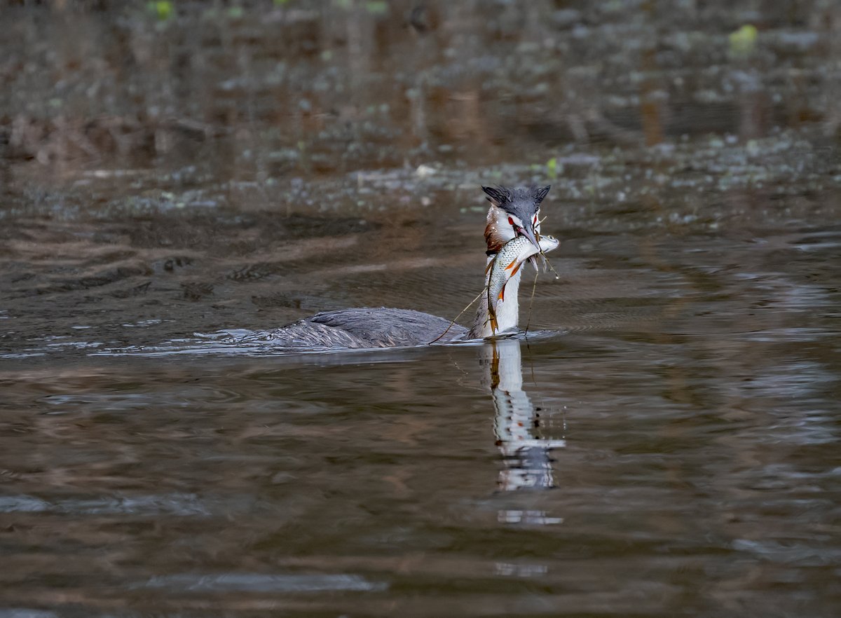 david alan bird tweet media