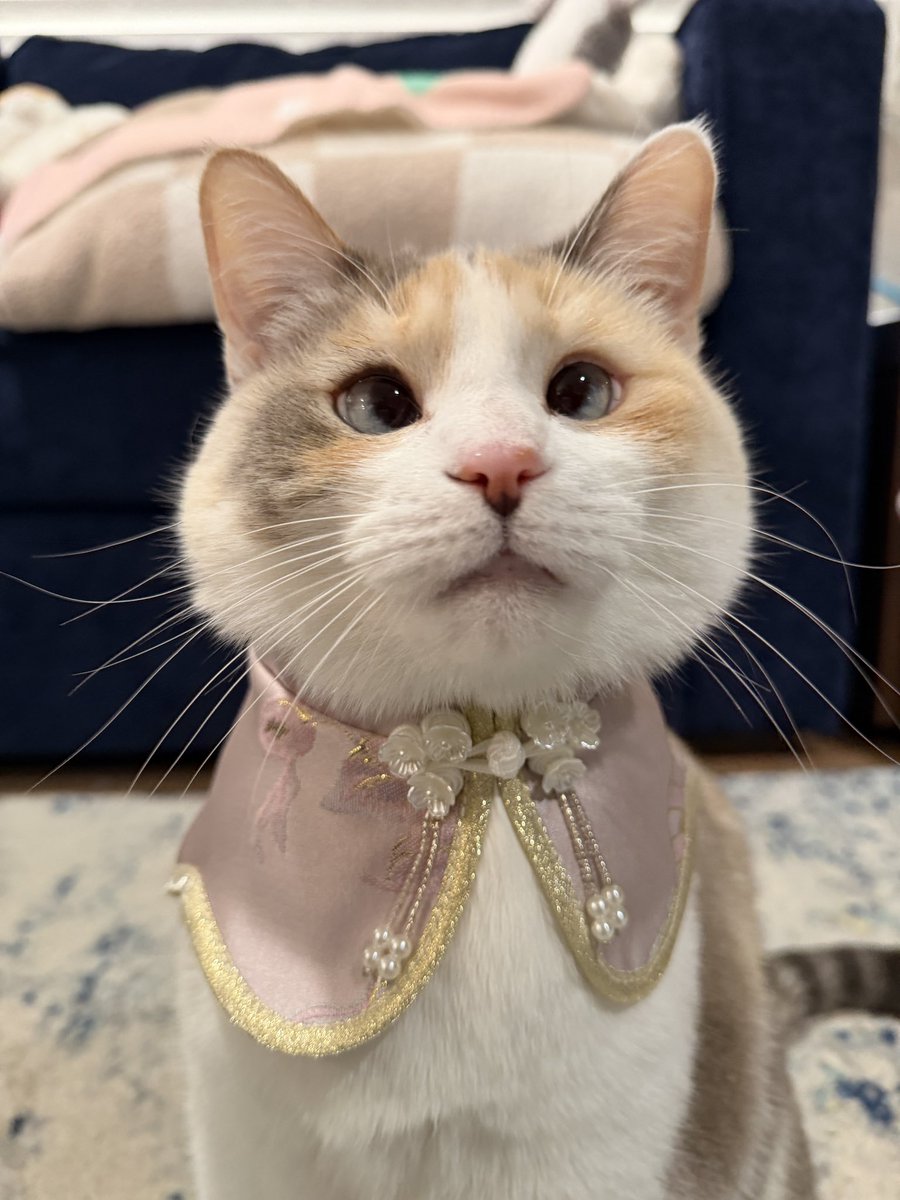 fatfatpankocat's tweet photo. Another fit I got for Panko in Shanghai!!! https://t.co/hBfisATX5h