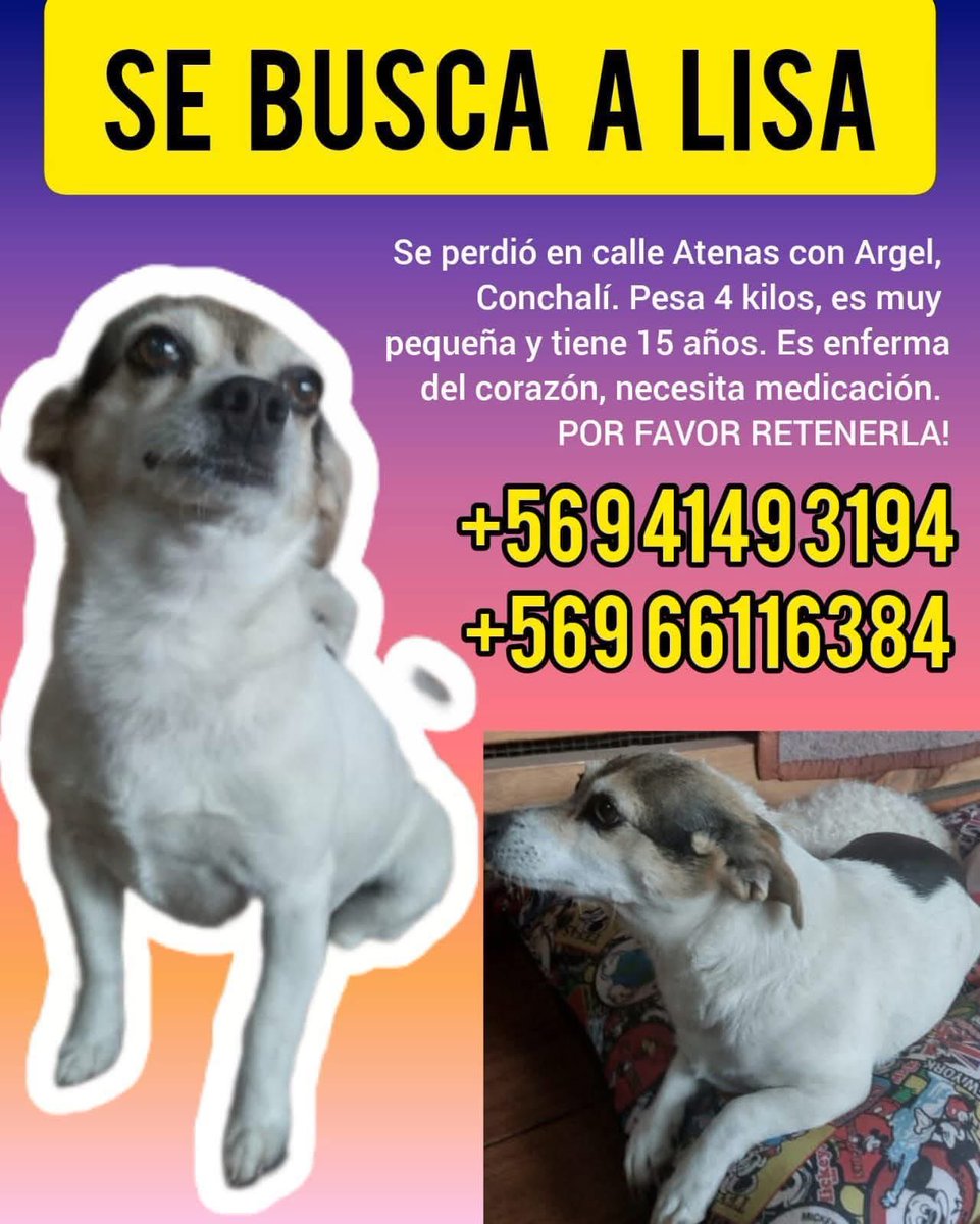 Se busca a lisa perdida en #conchali si la ve llamar a número de contacto , pesa solo 4 kilos tamaño pequeña , viejita 15 años , enfermita del corazón , si la ve llamar al número de contacto y retener rt rt