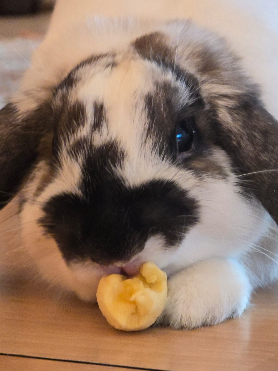 ¡Hay que disfrutar los placeres de la vida!
We have to enjoy the pleasures in life!
🐇🍌❤️
#rabbit #bunny #conejo  #うさぎ #coelho #cute #alfajor