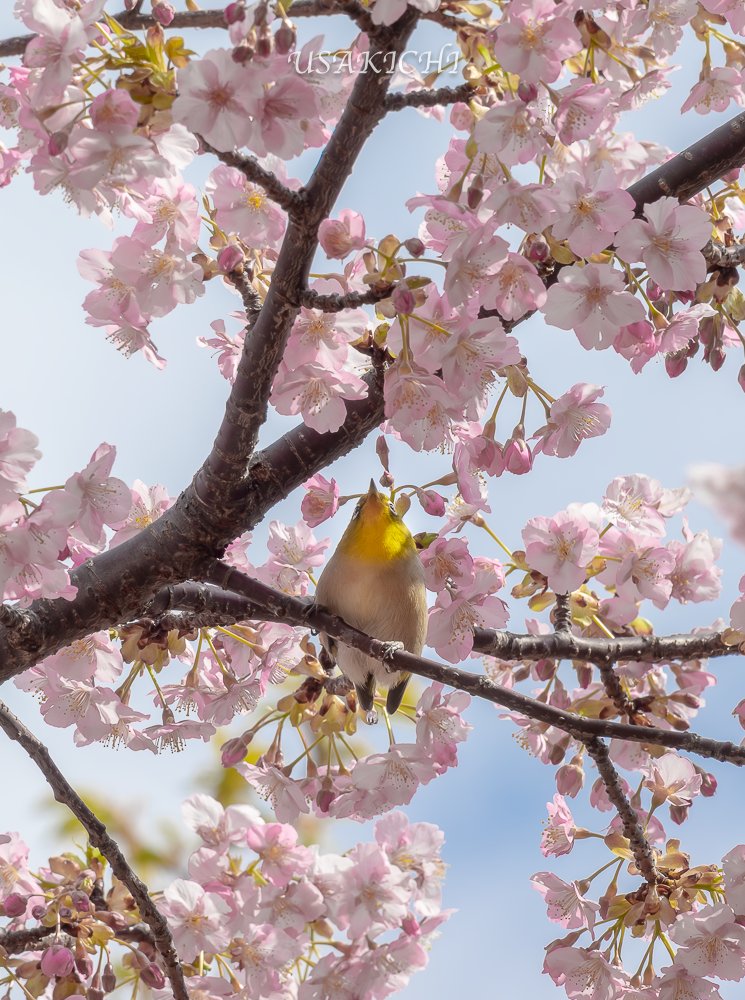 うさ吉 (@usakichi2017) / Posts / X