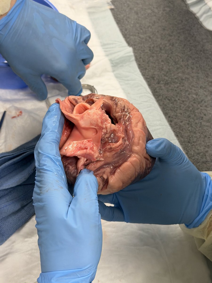 Loyola Cardiology Fellows tweet media