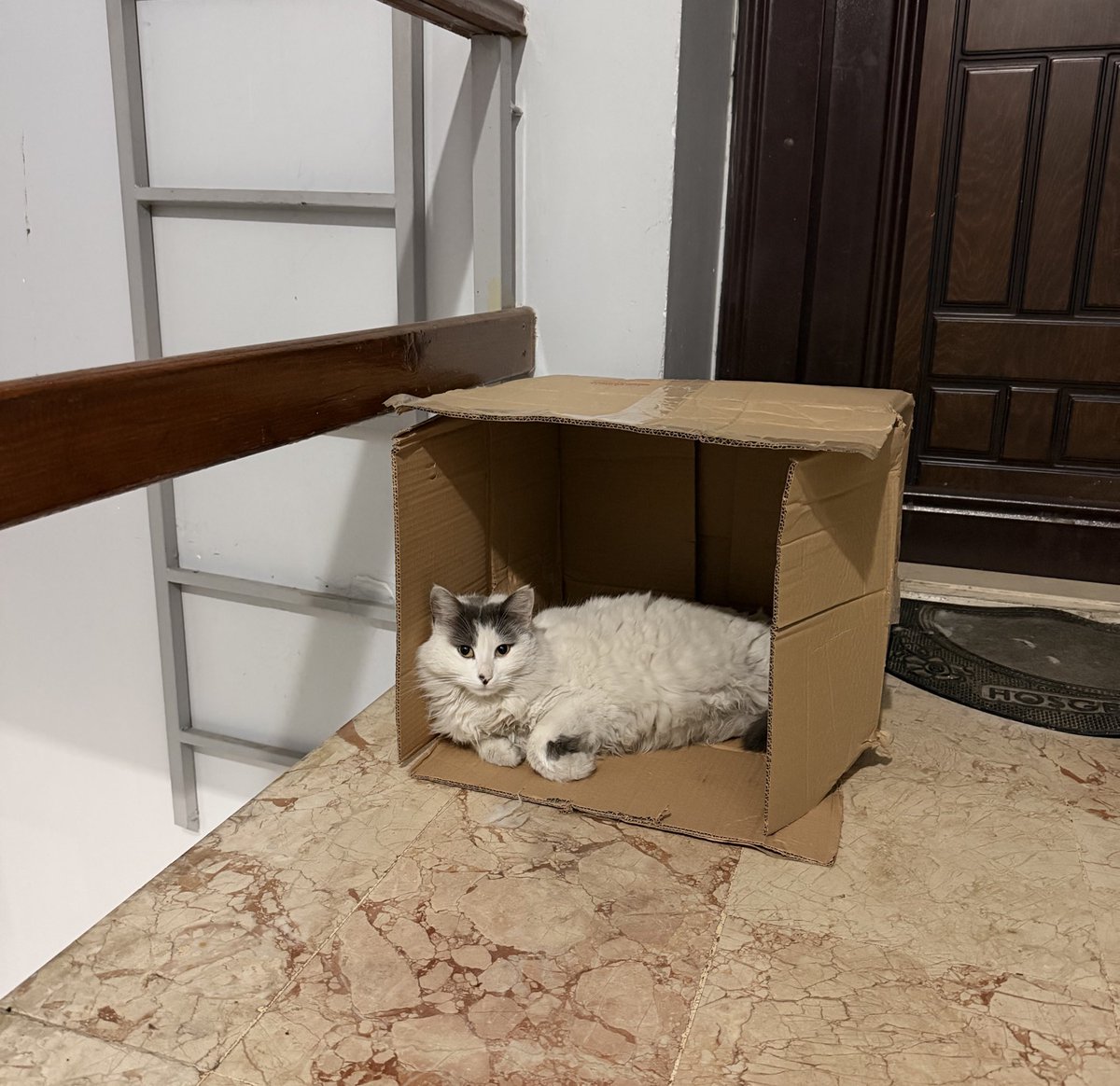 bu benim baktığım apartman kedimiz Bihter. o kadar sevgi dolu ve güzel ki tam ev kedisi. onu sahiplenmek isteyen çıkmaz mı? 🥹