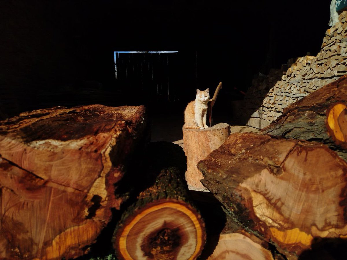 Potvora se spokojeně vyhřívá a sleduje moje utrpení.