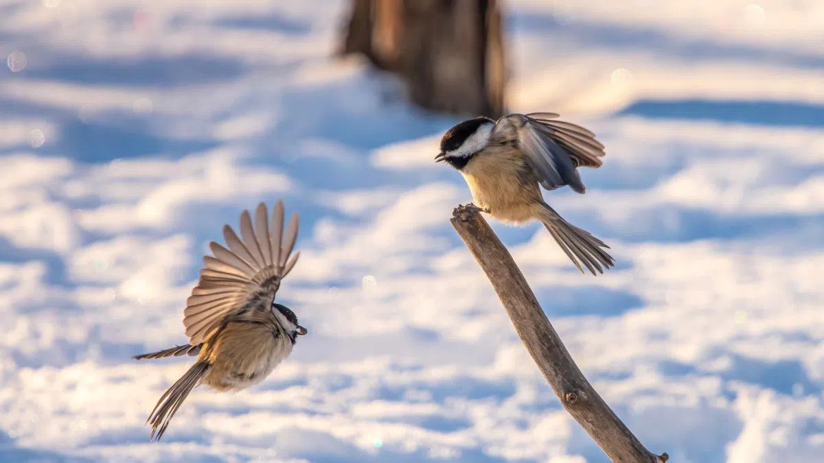 Listen: Wesakejack and the Chickadees dlvr.it/TR6jy4