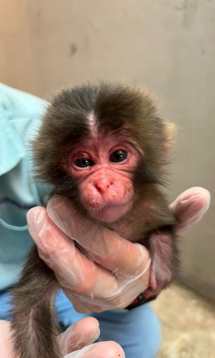 therapeuticvids's tweet image. The moment little Punch was born in July '25 and got his very first hug... from a soft orangutan plushie 🍼❤️ Rejected by mom but never alone — thank you, Ichikawa zoo keepers, for giving him warmth and hope. 🐵🐒