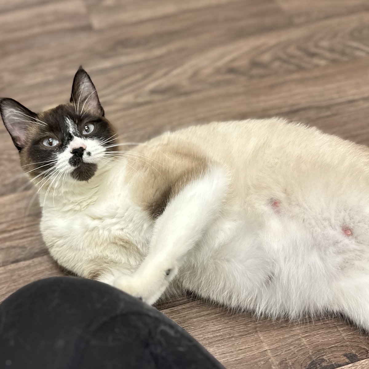 tcpetrescue's tweet photo. 🚨 Breaking news: Silverware is officially in her “I could pop any second” era.
1️⃣ How many kittens do you think she’s going to have?
2️⃣ Drop your cutlery-themed kitten names (the sillier, the better). https://t.co/PtDsTEKpNa