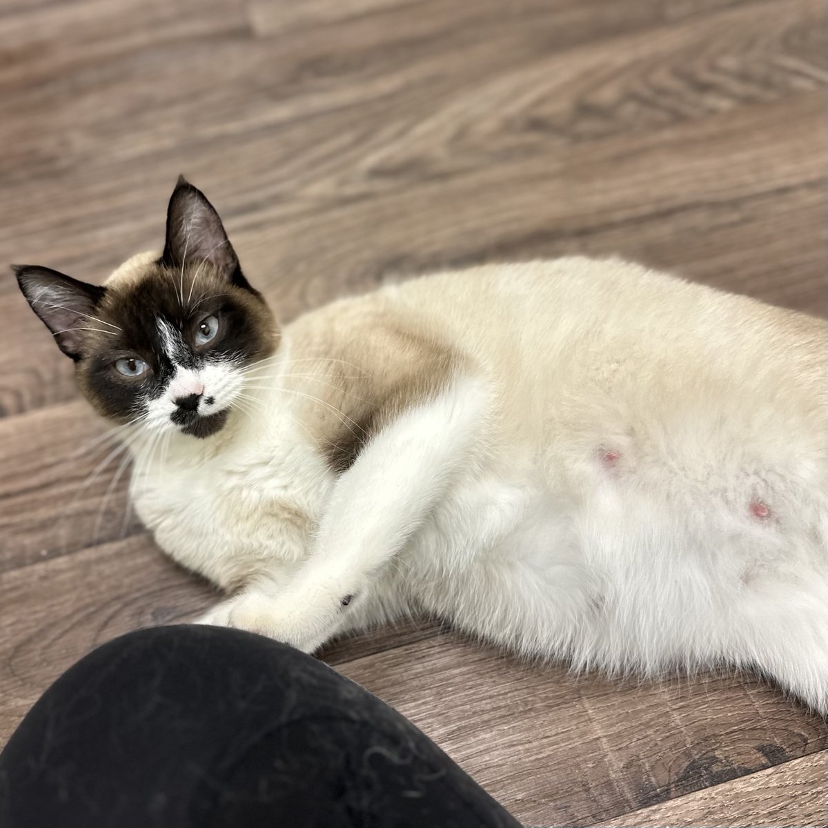 tcpetrescue's tweet photo. 🚨 Breaking news: Silverware is officially in her “I could pop any second” era.
1️⃣ How many kittens do you think she’s going to have?
2️⃣ Drop your cutlery-themed kitten names (the sillier, the better). https://t.co/PtDsTEKpNa
