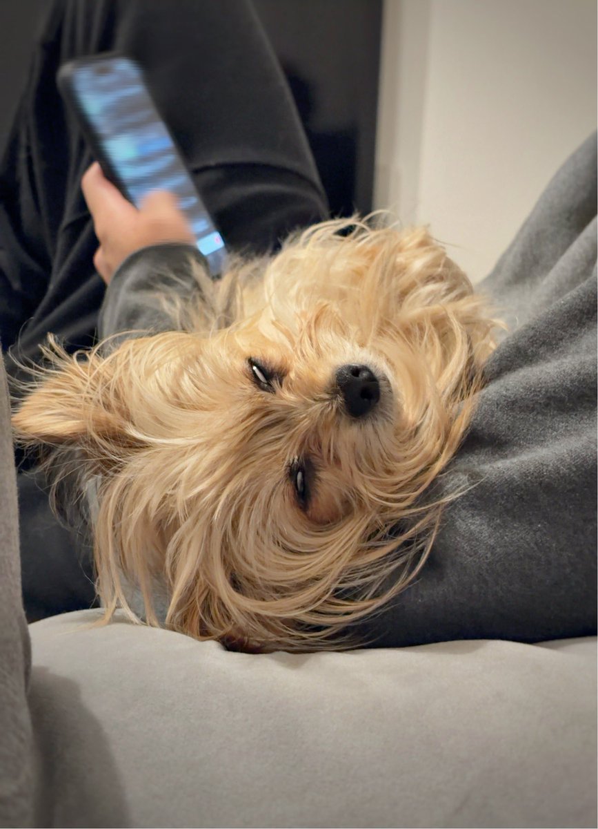 代々木公園で遊び倒してからというもの、このような有様