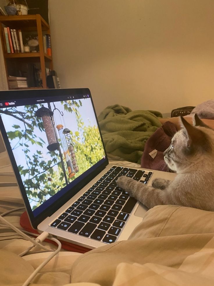 meshva136725's tweet photo. Just a little furball of joy.
#Furball #PlayfulCat #CatJoy #FluffyAndHappy https://t.co/D1Hd3jfLXi