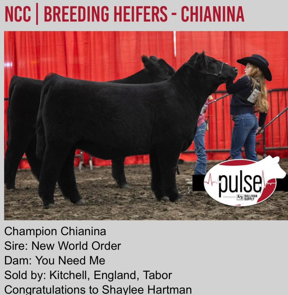 mattlautner's tweet image. The sign of high quality livestock! #NewWorldOrder 

Congrats Dalton Hartman Family of Tecumseh, Nebraska 

-Champion Market Heifer On Saturday 
-Champion Chi Breeding Heifer On Sunday 
-2026 Nebraska Cattleman’s Classic

Raised By Gabe Meis: Council Bluffs, Iowa

#NWO #ESSBulls