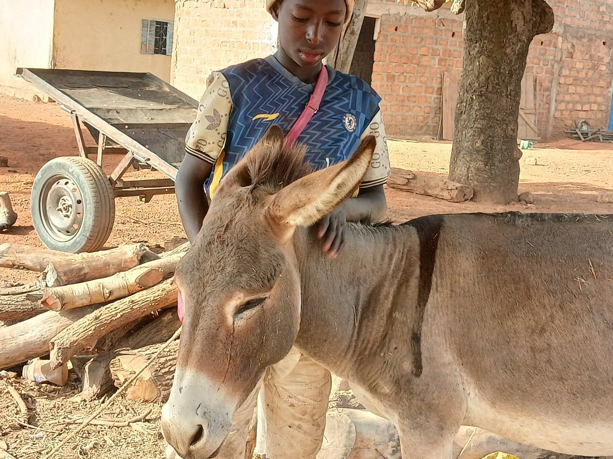 LiberiaAnimal's tweet image. Sekou’s sadness for his sick donkey shows the powerful bond compassion creates. Thanks to @LiberiaAnimal's   veterinary care, hope is being restored. Help us save more lives: liberiaanimalwelfaresociety.org 
 #AnimalWelfare #DonateForAnimals #WorkingAnimals #VetCare #CompassionInAction