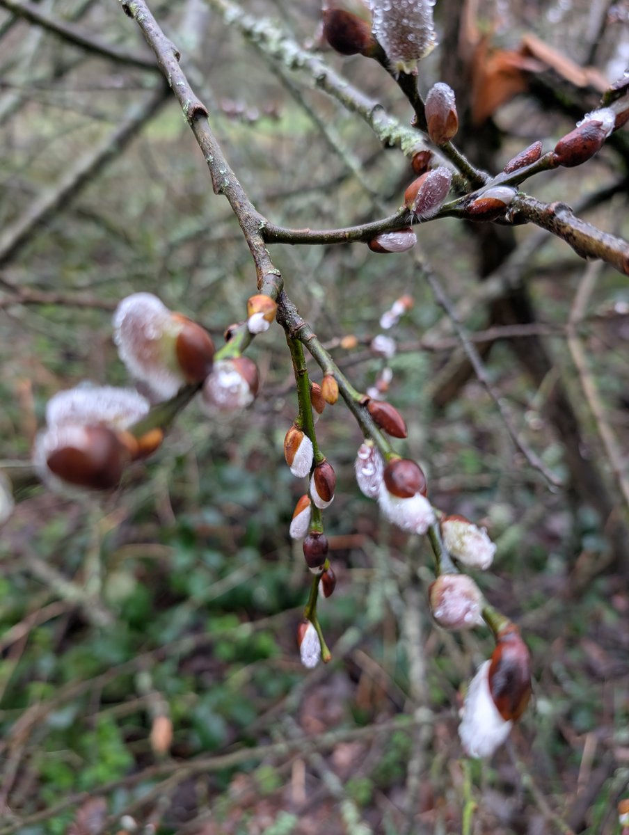 Haslemere Museum tweet media