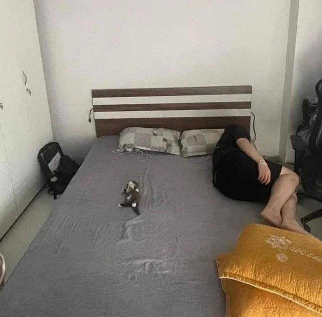 Punch Cat (@punchingcat) on Twitter photo 