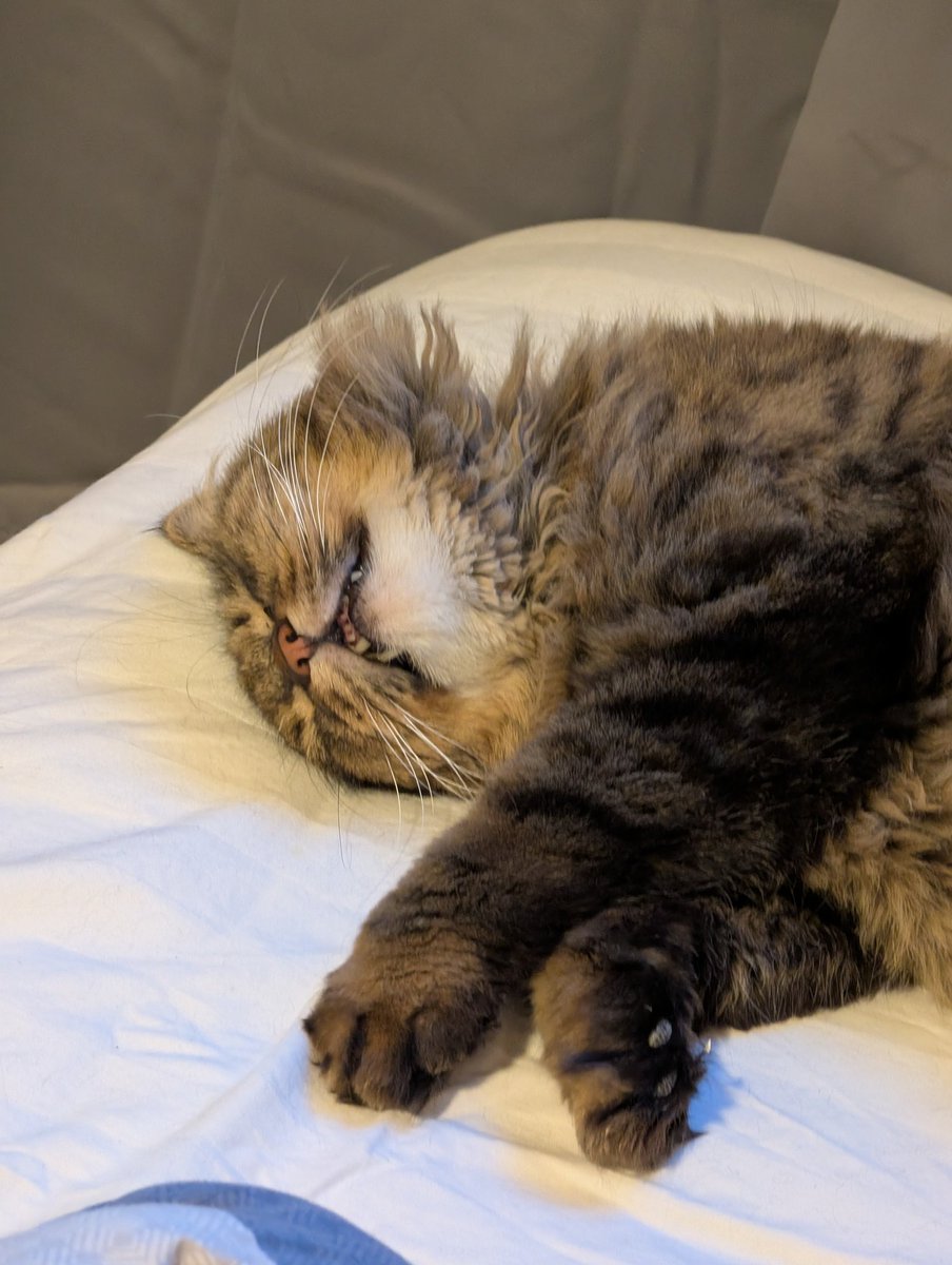 Abdulإlah Roshi tweet media