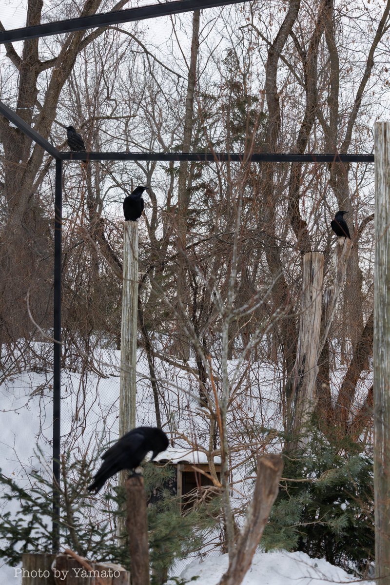 野生のワタリガラスと飼育のワタリガラス