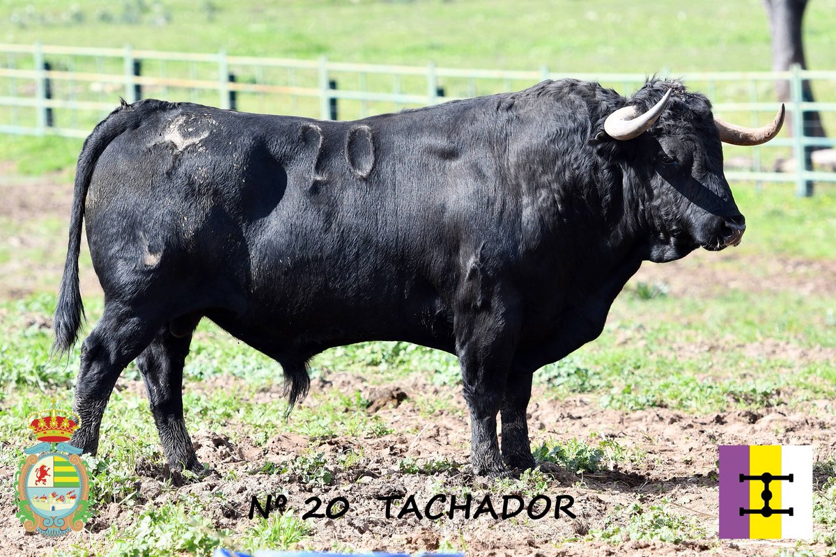 frantrapiotoros's tweet photo. "Tachador" toro de Juan Pedro Domecq reseñado para Lorca el 4 de abril en el mano a mano Ureña - Roca.
😏 Ahhh vale, que es de CUADRI, va íntegro, y se lidia en Villaseca de la Sagra en el mano a mano Gómez del Pilar y Juan de Castilla.
Las 2 son plazas de 3ª categoría...... https://t.co/Kvzq5O1kBV