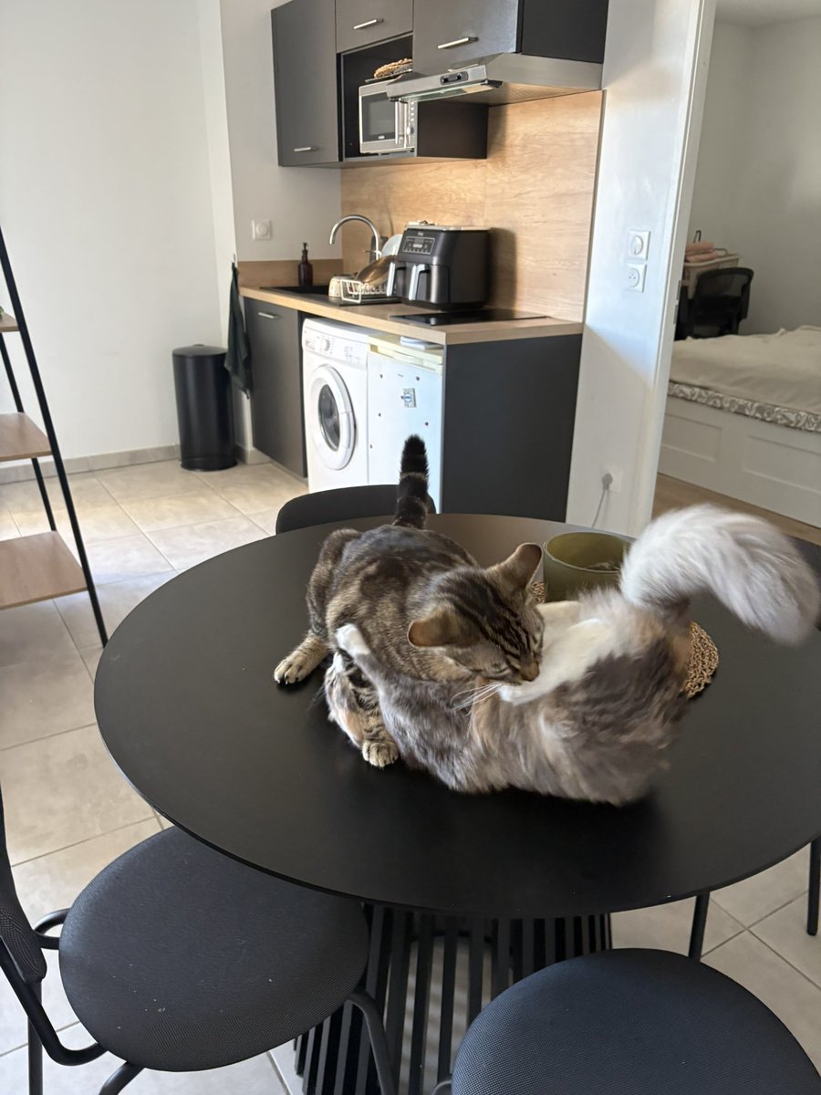 mia chaussette 😸 tweet media