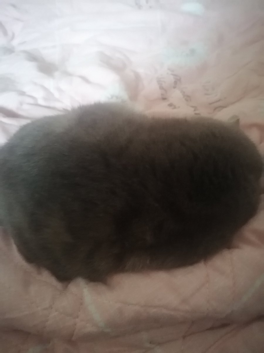 fwyg102's tweet photo. 在这里留下自介跟咱的猫猫…(探头) https://t.co/EDqKCdxKLU