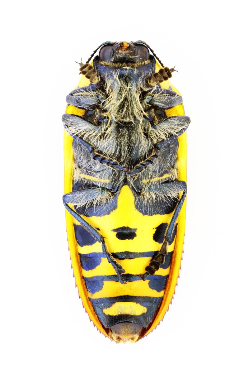 天牛狩人 (@wmdajt97643) / Posts / X