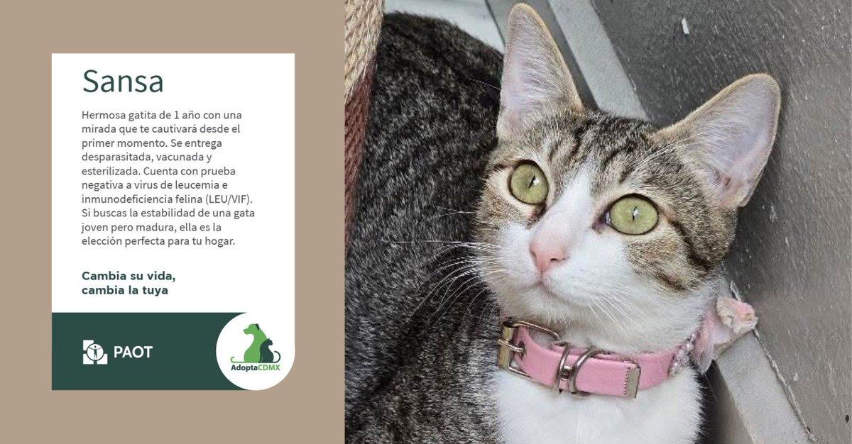 Soy Sansa y me encanta jugar.  
Estoy lista para llenarte de pelitos y mucho cariño. ¡Adóptame y descubre lo especial que soy!
✴️Datos de adopción👇 
📧  gatitosasalvo@yahoo.com 
➡️ Telegram 5554384892
<a href="/gatitosasalvo/">🐾🐾Gatitos a salvo🐾🐾</a>