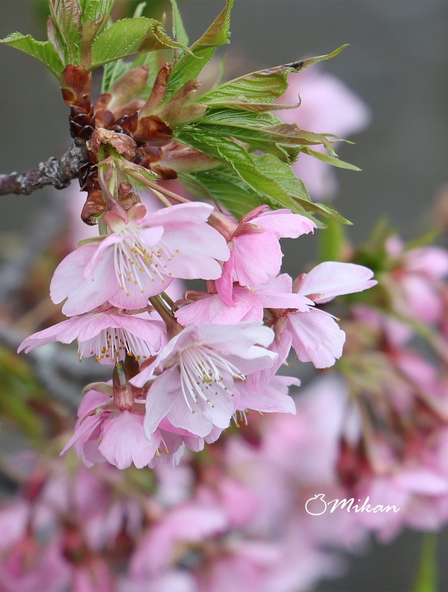 Master@SSTR2026 5月28日予定✨ (@Master_Of_ZX25R) / Posts / X