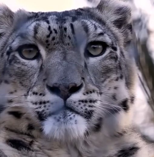 منو الاجمل برأيك 
الثعلب القطبي ام النمر الثلجي